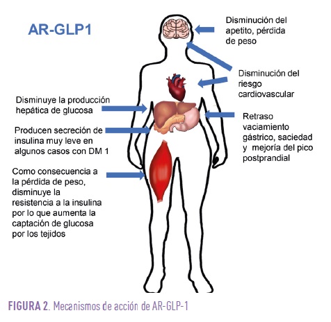 who should not use glp 1 #metabolism #weightloss #glp1 #lowcarbdiet