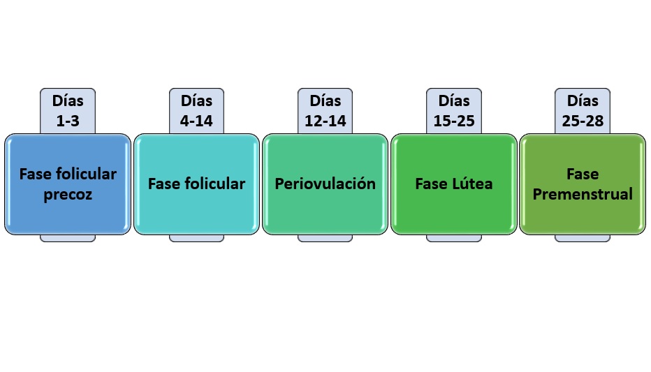 “Páncreas artificial” híbrido avanzado y ciclo menstrual