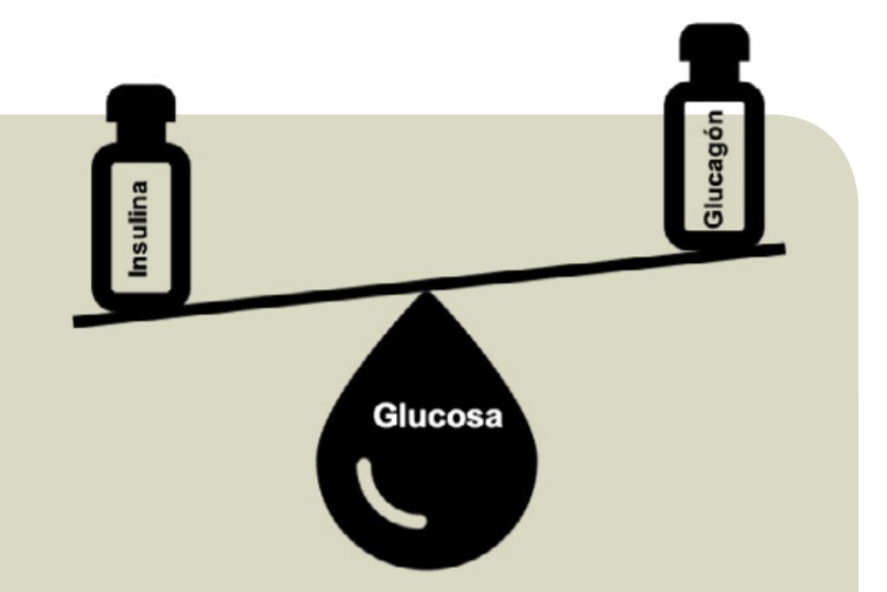 Qué aportan y qué indicaciones tendrán los sistemas de páncreas artificial bihormonales de insulina y glucagón.